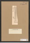 Nitzschia antigua Pant. (de-Toni-Nr.: Genus 47, Species 2096) Zeichnungen Sammlung Grunow Nr. 4175 (NHMW-BOT-W0372065)